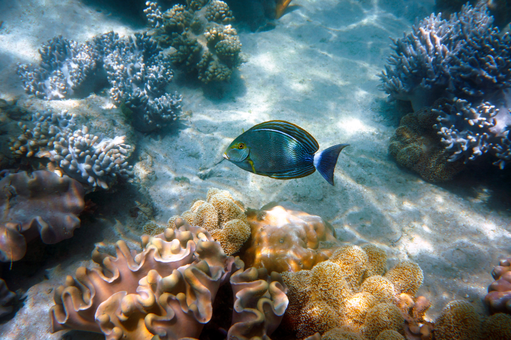 coral reef singapore aquarium volodymyr goinyk